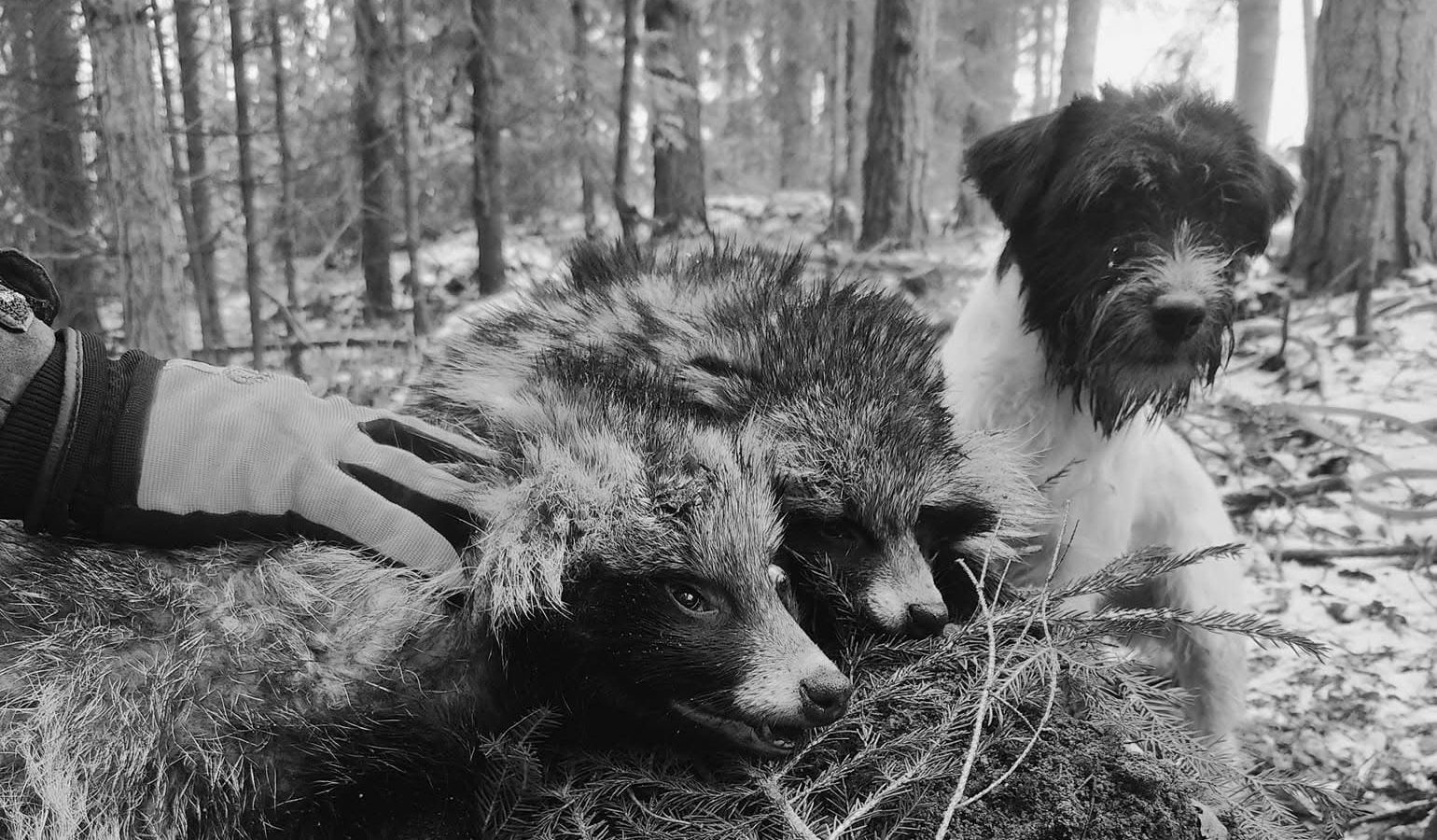 Pienpeto- ja riistanhoitokampanjan saalistiedot tulee ilmoittaa piiriin viimeistään 9.3. 