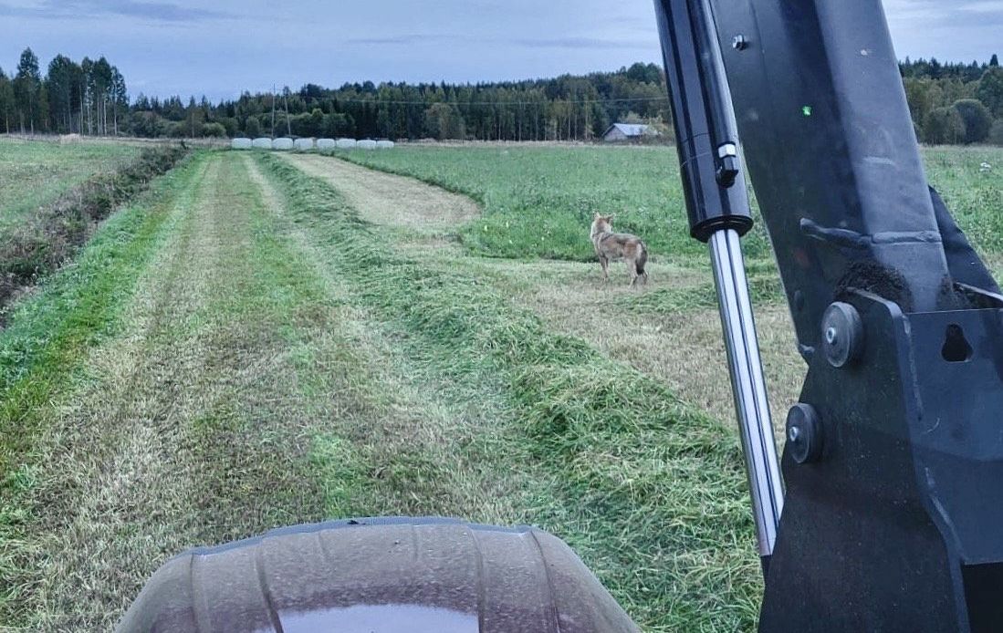 suurpedot aiheuttavat turhia kustannuksia maanviljelijöille