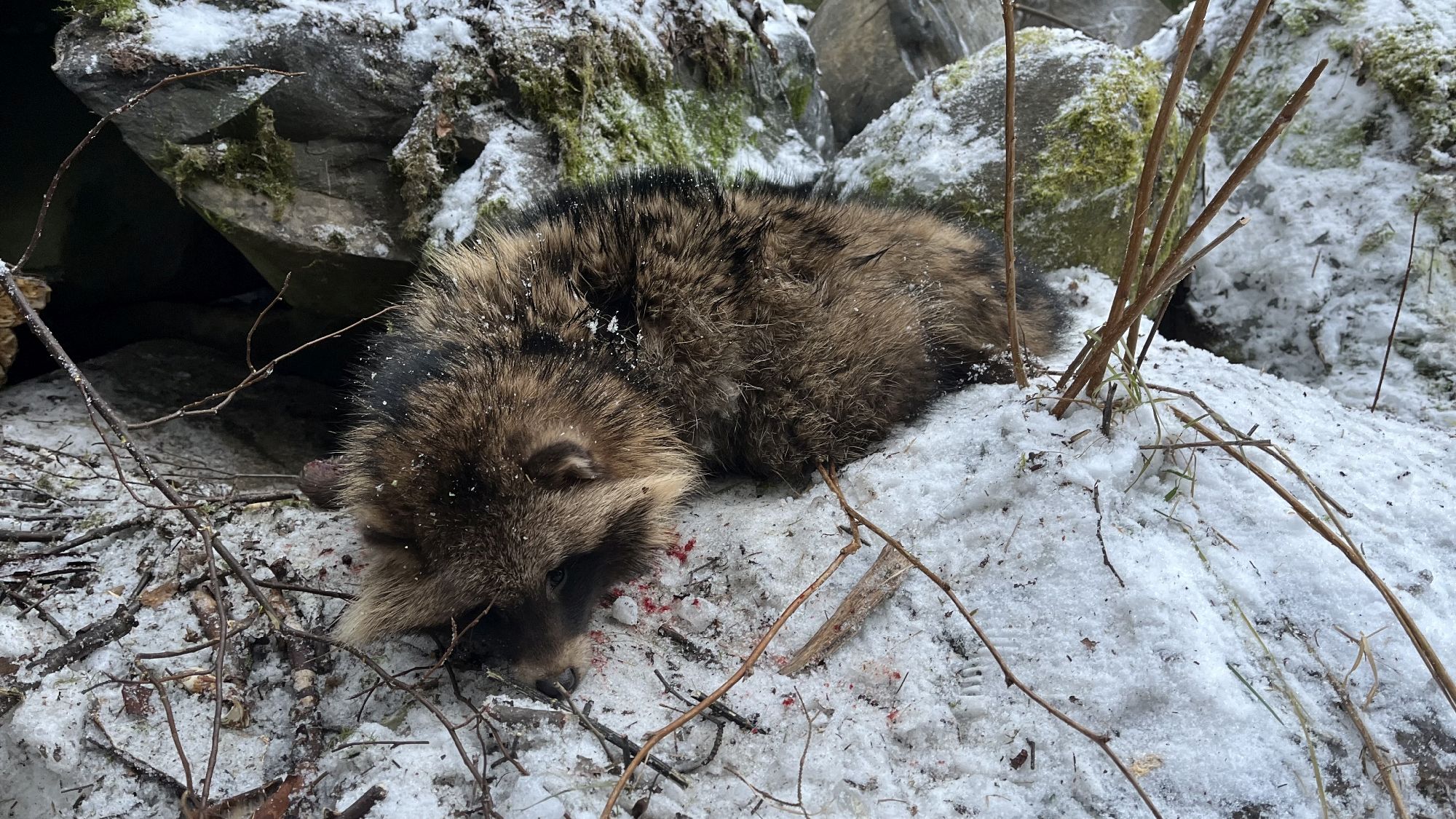 Pienpetokampanjan saalistietojen ilmoittaminen viimeistään 28.2.2026. 