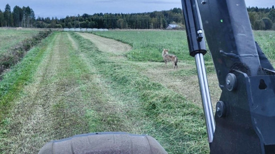 suurpedot aiheuttavat turhia kustannuksia maanviljelijöille