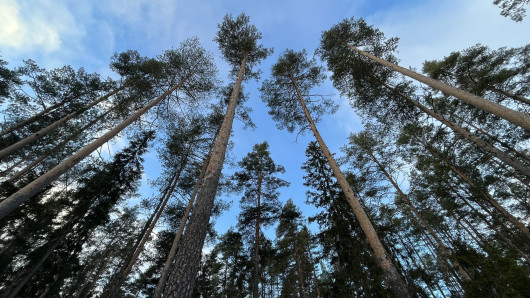 Mäntymetsä